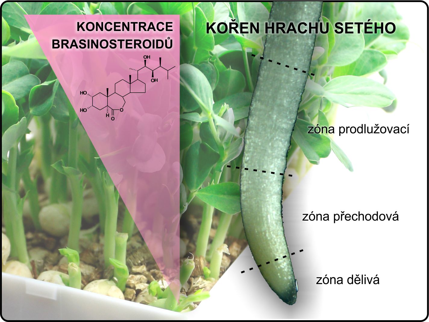 Hladiny brasinosteroidů  v kořenech hrachu jsou nízké v zóně s aktivně se dělícími buňkami a vzrůstají směrem k zóně, v níž se buňky prodlužují.  Chemický vzorec na obrázku patří brasinolidu, prvnímu popsanému zástupci této skupiny rostlinných hormonů. 