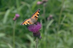 Na úbory pcháče potočního (Cirsium rivulare) s oblibou usedá hmyz, v tomto případě babočka kopřivová (Aglais urticae). Foto V. Hadincová