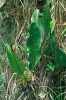 Toulitka Anthurium solitarium, charakteristický druh tropických subalpínských společenstev, zde zastižený v jihovýchodní Brazílii, na úbočí Pedra do Sino v Serra dos Órgãos. Foto M. Studnička