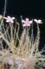 Byblis liniflora, druh z čeledi australských byblidovitých (Byblidaceae). Foto M. Studnička