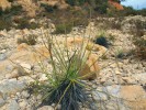 Rosnolist lusitánský (Drosophyllum lusitanicum) na lokalitě ve Španělsku. Foto P. Vacek