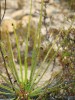 Rosnolist lusitánský (Drosophyllum lusitanicum) na lokalitě ve Španělsku. Foto P. Vacek