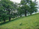 Hranice les – bezlesí není ostrá.  Rozvolněné porosty dubů jsou čas  od času přepaseny a v podrostu  je zastoupena kombinace lučních  a lemových druhů. Foto E. a L. Ekrtovi