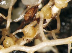 Haustoria zdravínku jarního (Odontites vernus) na kořeni pšenice seté (Triticum aestivum) Foto Jakub Těšitel