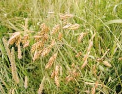 Květenství sveřepu stoklasy (Bromus secalinus), kriticky ohroženého druhu naší květeny, je bohaté, tvořené velkými osmi- až desetikvětými klásky. Foto Z. Lososová / © Z. Lososová