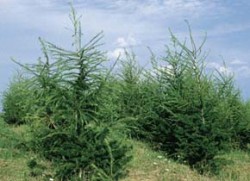 Mladé výsadby modřínu opadavého (Larix decidua) v rekultivacích DNT (Doly Nástup Tušimice, Severočeské doly a.s.) rostou nad očekávání dobře. Foto V. Zelený / © Photo V. Zelený