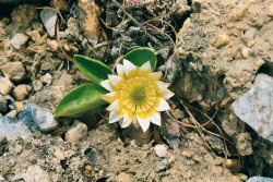 Oxygraphis glacialis z čeledi pryskyřníkovitých (Ranunculaceae) roste na alpínských loukách ve vysokých nadmořských výškách. Foto: E. Součková a P. Souček