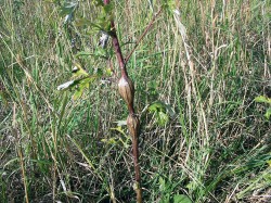 Hálka bejlomorky pelyňkové  (Lasioptera artemisiae) na stonku  pelyňku černobýlu (Artemisia vulgaris). Písnice, jižní okraj Prahy, 2004. Foto V. Skuhravý a M. Skuhravá