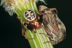 Běžník poutavý (Xysticus lanio)  obývá především mezofytikum;  do orefytika proniká méně často –  ve studované oblasti byl nalezen  na rašelinné louce.