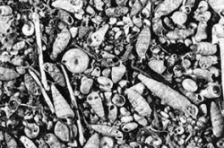 Vápnité holocenní uloženiny běžně obsahují množství zachovalých ulit plžů pocházejících jednak ze sedimentačního prostoru, jednak z blízkého a někdy i vzdálenějšího okolí (výplav ze souvrství ve vchodu jeskyně Pustožlebská Zazděná v Moravském krasu). Foto V. Ložek / © V. Ložek