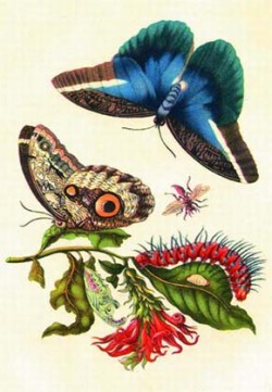 Kolorovaná rytina kukly, larvy a dospělců motýla Caligo idomeneus z díla Metamorphosis Insectorum Surinamensis (1705). Kreslila M. S. Merianová