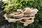 Outkovka pestrá (Tramates versicolor), houba obsahující betaglukany. Foto M. Kříž