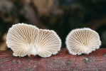 Klanolístka obecná (Schizophyllum commune), houba obsahující betaglukany. Foto M. Kříž