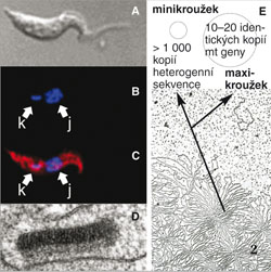 Mitochondriální genom trypanozomy spavičné (Trypanosoma brucei) – kinetoplastová DNA (kDNA). A – Protáhlý parazit trypanozoma T. brucei ve světelném mikroskopu (s Nomarského diferenčním kontrastem); B – Jaderná a kinetoplastová DNA. Stejný parazit obarvený modrou fluorescenční barvou, která se váže na DNA. Velké  tečky (j) představují jádro, které obsahuje většinu buněčné DNA. Kinetoplastová (k) DNA je viditelná jako malá tečka; C – Mitochondrie. T. brucei obarvená červenou fluorescenční barvou, která barví pouze mitochondrii. Tento obrázek je ukázán v překryvu s obrázkem B, kinetoplast a jádro jsou vyznačeny; D – Kinetoplast. Na snímku z elektronového mikroskopu vidíme diskovitou strukturu kinetoplastu v mitochondrii obklopené membránou. Veškerý mitochondriální genom (tedy kinetoplast) je zabalen v této kompaktní struktuře. Foto E. Bontempi; E – Minikroužky a maxikroužky DNA tvořící kinetoplast. Snímek vyčištěné kDNA z elektronového mikroskopu představuje vzájemně propojené kružnicové molekuly DNA. Tato přesně uspořádaná síť je tvořena několika tisíci minikroužků a desítkami maxikroužků, které nesou mitochondriální geny (horní schéma). Foto a orig. H. Hashimi a J. Lukeš  / © Photo and orig. E. Bontempi, H. Hashimi and J. Lukeš