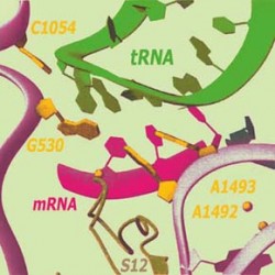 Důležitou úlohu v syntéze bílkovin mají ribonukleoproteinové částice zvané ribozomy. Tyto dynamické molekuly jsou schopny změnami konformace svých podjednotek přenášet signály. Molekuly rRNA hrají hlavní úlohu jak při dekódování mRNA, tak i při tvorbě peptidové vazby. Ribozom je tak strojem vybaveným ribozymovým mechanismem. Článek podrobně přibližuje molekulární podstatu jednotlivých kroků.
