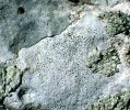 Někteří zástupci rodu bradavnice (Verrucaria) rostoucí na vápencích  jsou schopné chemickou cestou vytvořit v podkladu drobné otvory, v nichž  jsou ponořené jejich plodničky.