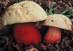 Hřib nachový (Boletus rhodoxanthus). Foto J. Zavřel / © Photo J. Zavřel