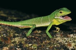 Jediným zástupcem svého rodu na Malajském poloostrově je smaragdově zelený lepoještěr bornejský (Bronchocela cristatella) z čeledi agamovití (Agamidae).  S tímto hojným druhem rozšířeným od nížin  po nadmořskou výšku  1 700 m se ve dne  setkáme jen vzácně, protože šplhá až  do 30 m nad zemí.  V noci však většina  jedinců přespává  ve výšce jen kolem 1,5 až 10 m. Na obr. mládě. Foto D. Jablonski