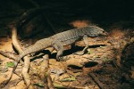 Dospělý jedinec varana malajského (Varanus nebulosus). Foto D. Jablonski