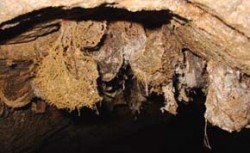 Detail hnízd salangan (možná salangana bělobřichá - Collocalia esculenta) v jeskyni Bat Cave v severním Borneu. Foto P. Havelková / © P. Havelková
