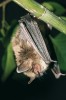 Netopýr alkathoe (Myotis alcathoe).  Foto M. Anděra