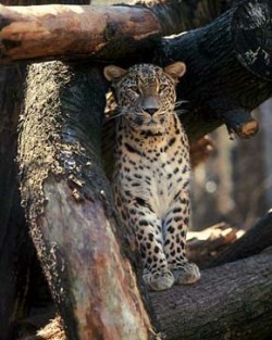 Chovný samec levharta perského (Panthera pardus saxicolor) Arat v Zoo Jihlava. Foto V. T. Jiroušek / © V. T. Jiroušek