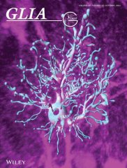 V prestižním časopise Glia (IF 7,452) zveřejnili novou studii autorského týmu z Oddělení buněčně neurofyziologie