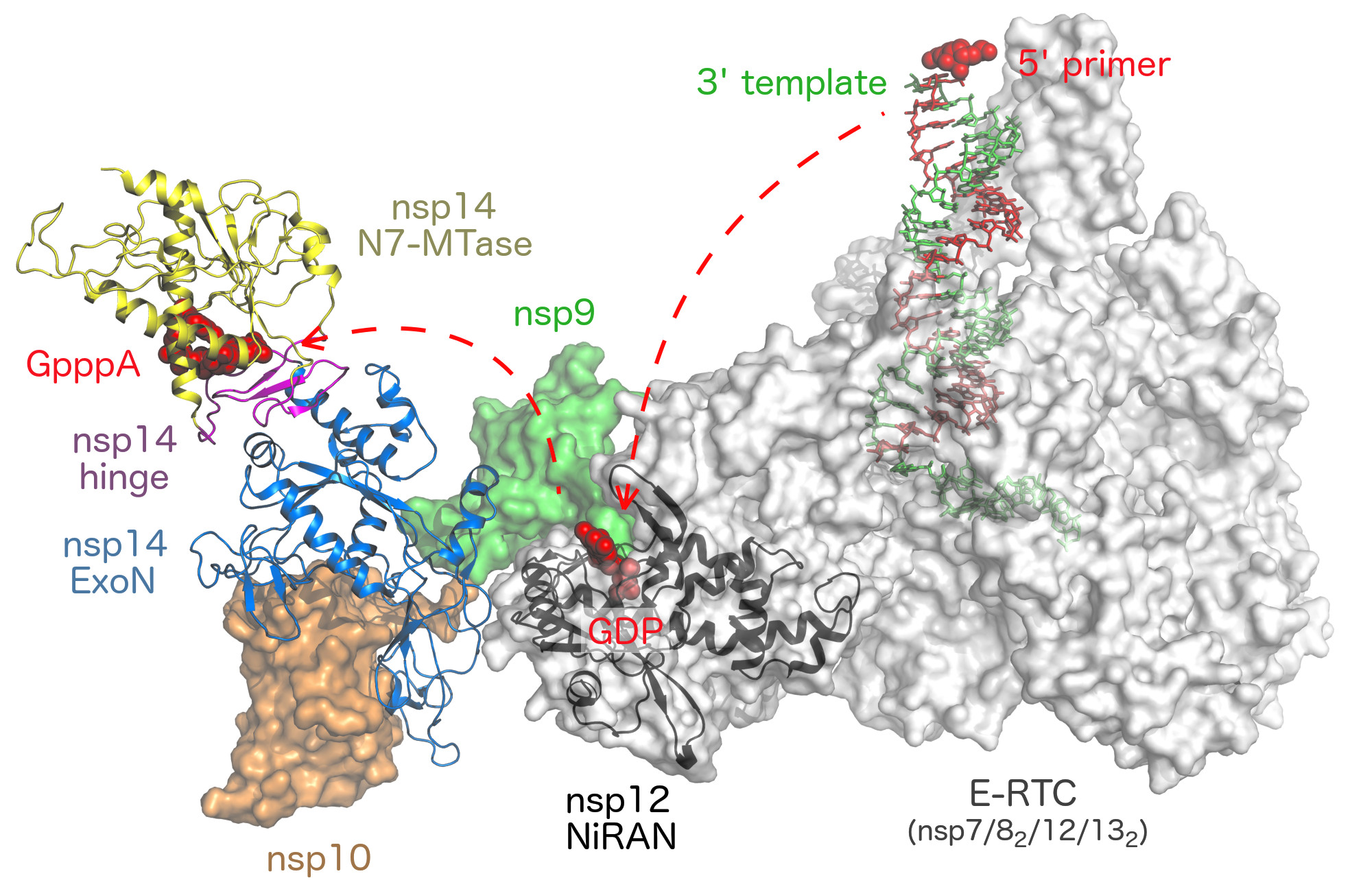 Review: Coronaviral RNA-methyltransferases: function, structure and inhibition