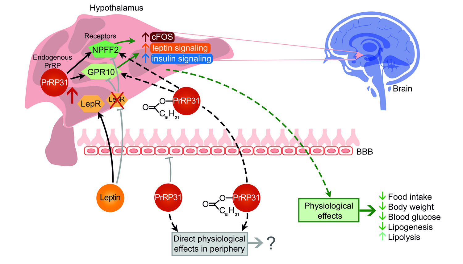 Review: A new potential tool to treat obesity and type 2 diabetes