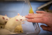Laboratorní krysa očichává ruku