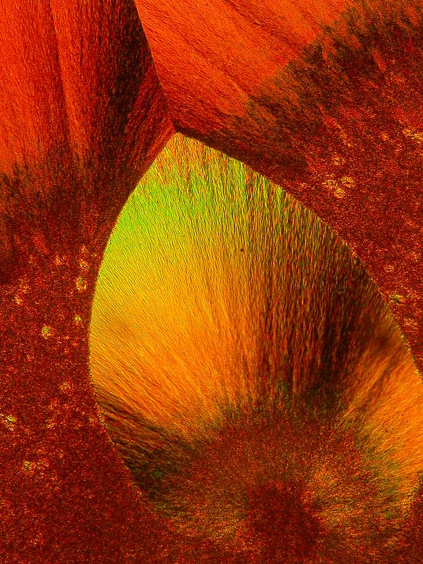 4. místo Alexej Bubnov: Pozorování textur kapalných krystalů v polarizačním optickém mikroskopu
