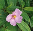 Rod Melastoma (čeleď Melastomataceae) představuje s přibližně 20 druhy typický prvek tropické flóry jihovýchodní Asie. Převážná část druhů vytváří suché plody tobolky. Mezi zástupce s dužnatými  plody patří M. sanguineum (na snímku), po zavlečení jako okrasná rostlina  na Havajské ostrovy se stala nežádoucím invazním druhem, úspěšným díky šíření plodů ptáky. Foto D. Stančík