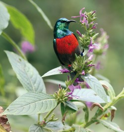 Zahnutý zobák pestře zbarveného samce strdimila severního (Cinnyris  reichenowi) je dobře přizpůsobený  k sání nektaru z květů Hypoestes aristata. Foto Š. Janeček a R. Tropek