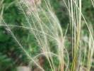 V květnu a červnu stepní trávníky zbělají dlouze chlupatými osinami  kavylu Ivanova (Stipa pennata). Foto P. Špryňar