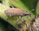 Hadince (Echium) rostoucí na  teplých písčitých lokalitách napadá vzácný rýhonosec Rhabdorrhynchus  seriegranosus napodobující zbarvením  uschlé listy své živné rostliny.