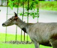 Laň sambara indického (Rusa  unicolor). Foto K. Koláčová