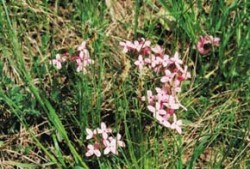 Lýkovec vonný (Daphne cneorum) kriticky ohrožený druh teplomilných lesů. Foto H. Skořepa