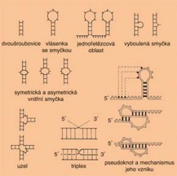 Schematické znázornění hlavních typů struktur vyskytujících se v molekulách RNA — základ strukturního polymorfismu RNA. Podle materiálů autora kreslil S. Holeček / © S. Holeček