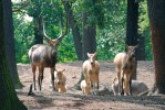 Jelen milu (Elaphurus davidianus) má nejen pohnutou historii, kdy mu hrozilo vyhubení, ale jeho taxonomické postavení vyvolává mezi zoology řadu otazníků. Foto J. Pluháček