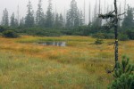 Pohled na horské vrchoviště s jezírky. Šumava, Blatenská slať. Foto I. Bufková