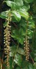 Jihoamerickým zástupcem rodu Coriaria je např. keř C. ruscifolia z Chile. Často tvoří dominantní složku keřových formací temperátního lesa. Plody jsou jedovaté, místně se využívají k výrobě jedu na krysy. Foto D. Stančík