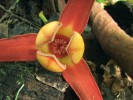 Rod Polyalthia (čeleď Annona­ceae) – detail květu druhu P. cf. cauli­flora z Nové Guineje. Foto D. Stančík