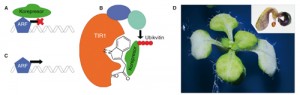 Nejlépe prozkoumaným receptorem auxinu je TIR1. Geny, které se aktivují auxinem, většinou využívají transkripční faktory ARF (Auxin Response Factor).  Ty ale bývají zablokovány korepresorem z rodiny AUX-IAA (A). V přítomnosti auxinu je korepresor rozpoznán proteinem TIR1 a označen ubikvitinem k odbourání (B). To vede k uvolnění proteinu ARF a spuštění transkripce příslušných genů (C). Pokud je poškozen jeden z transkripčních faktorů ARF – ARF5, vyvine se postižená rostlina bez kořene a s narušeným vývojem cévních svazků (D, menší obr.). Během tří týdnů vývoje vytvořil zobrazený jedinec pouze jednu dělohu a jeden rudimentární list. Pro srovnání je přiložena stejně stará normálně vyvinutá rostlina. Obr. z archivu autora, upraveno