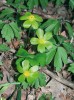 Hvězdnatec zubatý (Hacquetia epipactis) je zástupcem rodu endemického pro území Evropy. Foto L. Hrouda