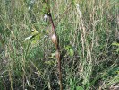 Hálka bejlomorky pelyňkové  (Lasioptera artemisiae) na stonku  pelyňku černobýlu (Artemisia vulgaris). Písnice, jižní okraj Prahy, 2004. Foto V. Skuhravý a M. Skuhravá