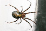 Meta temnostní (Meta menardi) – samice pavouka r. 2012. Mety mají stejně jako praví křižáci (křižákovití –Araneidae) na nohou nápadné trny. Foto R. Macek