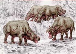 Toxodonti (řád Notoungulata) jsou typickým příkladem souběžného vývoje. Způsobem života v povodí řek i zjevem se podobali hrochům, jejich končetiny však byly tříprsté, připomínající nosorožce. 
Orig. P. Major (2005) / © Orig. P. Major (2005)