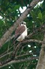 Z menších dravců se ve městech i na venkově ve Střední Americe a na Kubě běžně vyskytuje poštolka pestrá (Falco sparverius). Foto S. Chudý