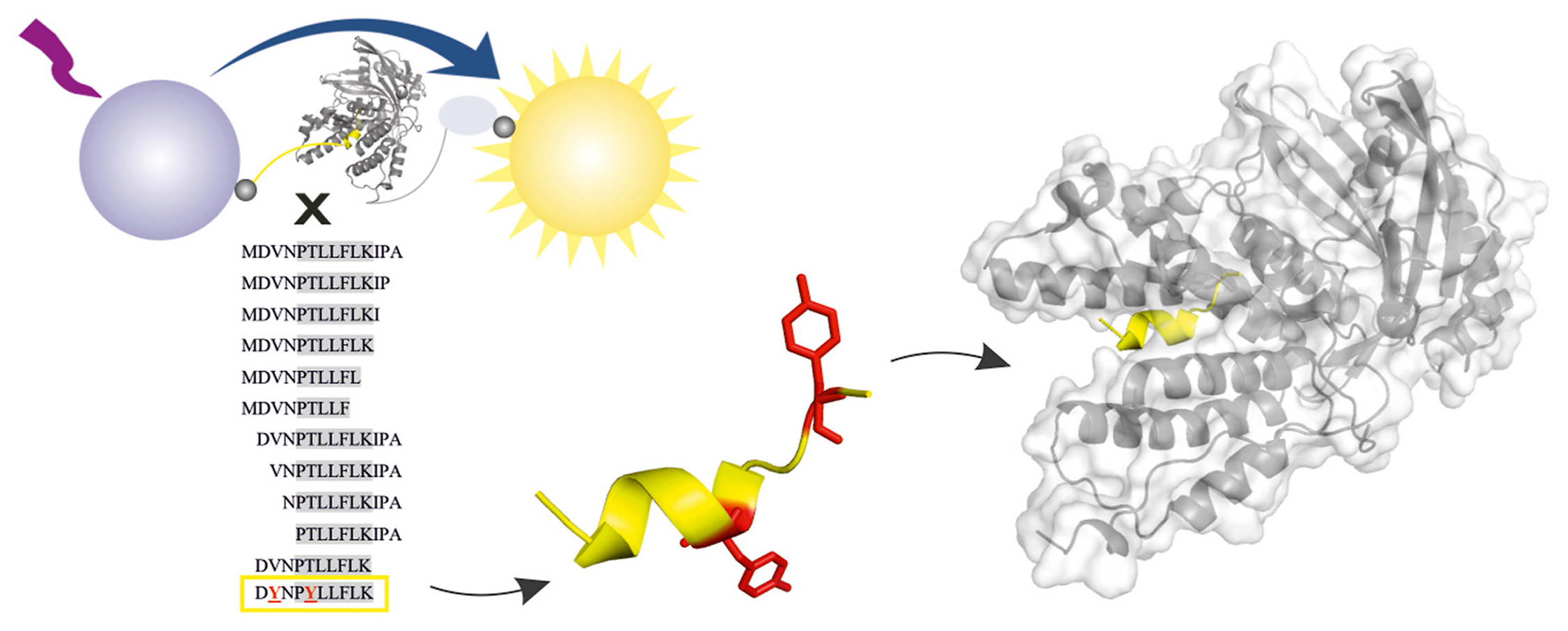 Structural characterization of the interaction between the C-terminal domain of the influenza polymerase PA subunit and an optimized small peptide inhibitor