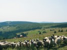 Pastva ovcí nehrála v minulosti v Krkonoších velkou roli, v současnosti se ale jeví jako velmi vhodný způsob obhospodařování luk. Foto A. Svobodová